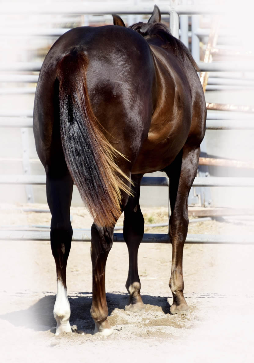 Gun a Be a Tuff 2022 - AQHA Liver Chesnut Stallion by Heavy Duty Chex